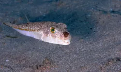 Bu balığı avladılar, 1 milyon 227 bin 144 lira destek aldılar