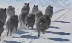 Van'da domuz sürüsü görüntülendi