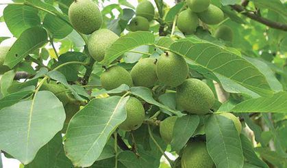 Van’da ceviz o iki ilçeden sorulacak!