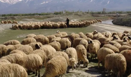 Van’da o projeden faydalanan kişi sayısı belli oldu
