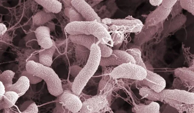 Et yiyen bakteri paniği! Sağlık Bakanlığı’ndan ‘Vibrio’ açıklaması