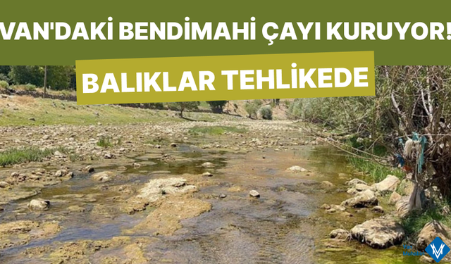 Van’da Bulunan Bendimahi Çayı Kuruyor! Siraz balığı yavruları tehlikede