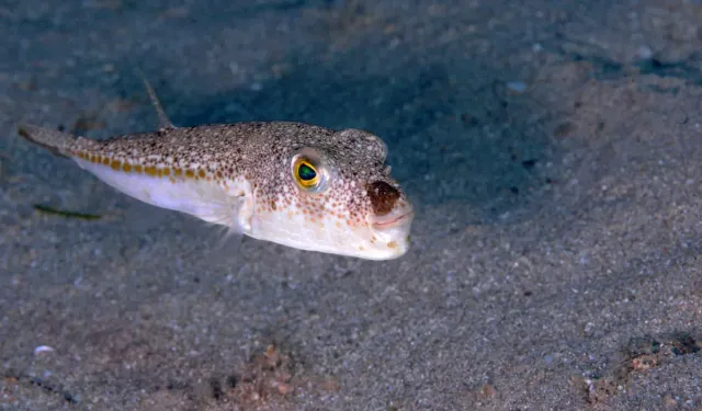 Bu balığı avladılar, 1 milyon 227 bin 144 lira destek aldılar