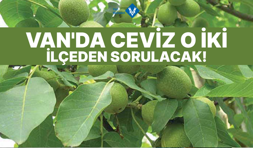 Van’da ceviz o iki ilçeden sorulacak!